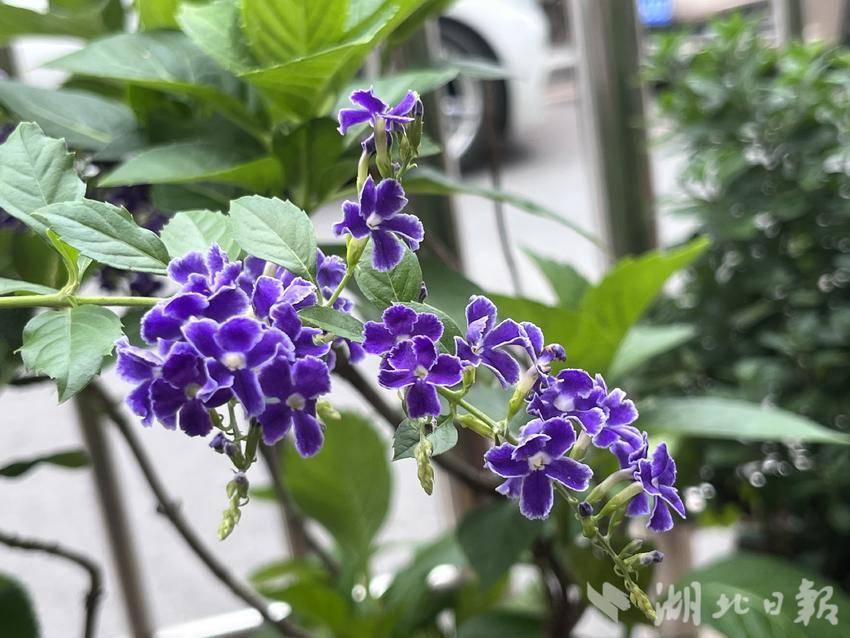 炸三张金花单机版